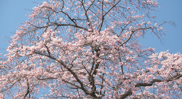 自然を感じながら、ちょっとゆっくりしてみませんか。
                                私たちがお手伝いさせていただきます。